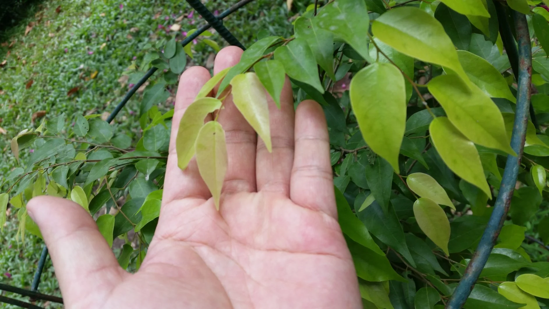 Tìm hạt cây như trong ảnh .