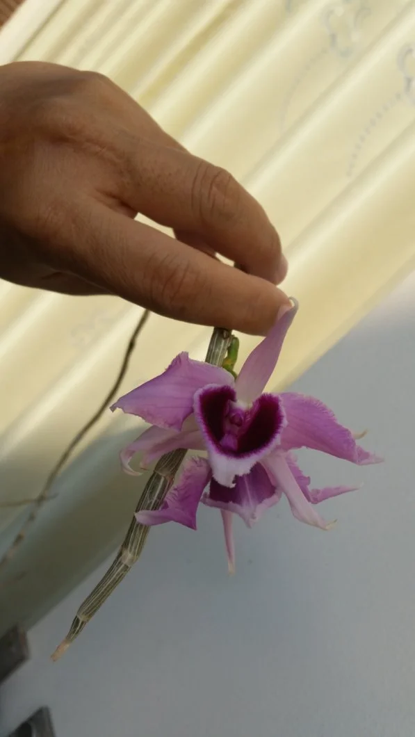 Lan Giả Hạc Hawai Tím ( nở tại tpHCM )