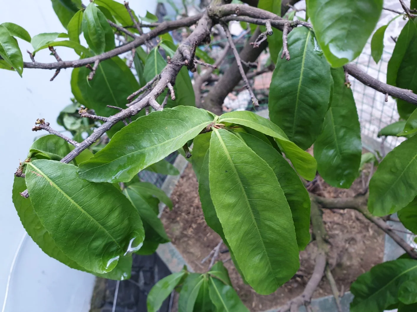 Cây mai bị héo lá