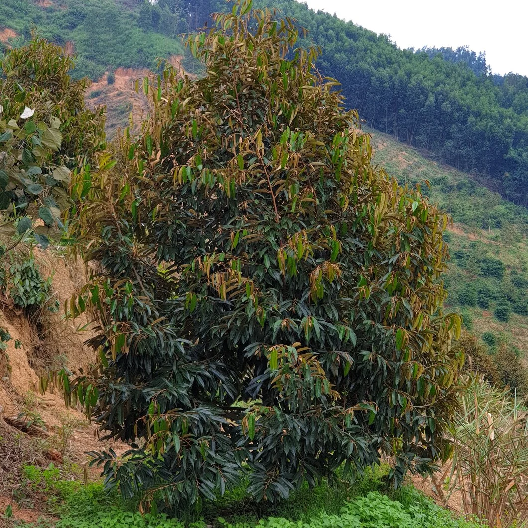 Kỹ thuật trồng cây Sầu Riêng