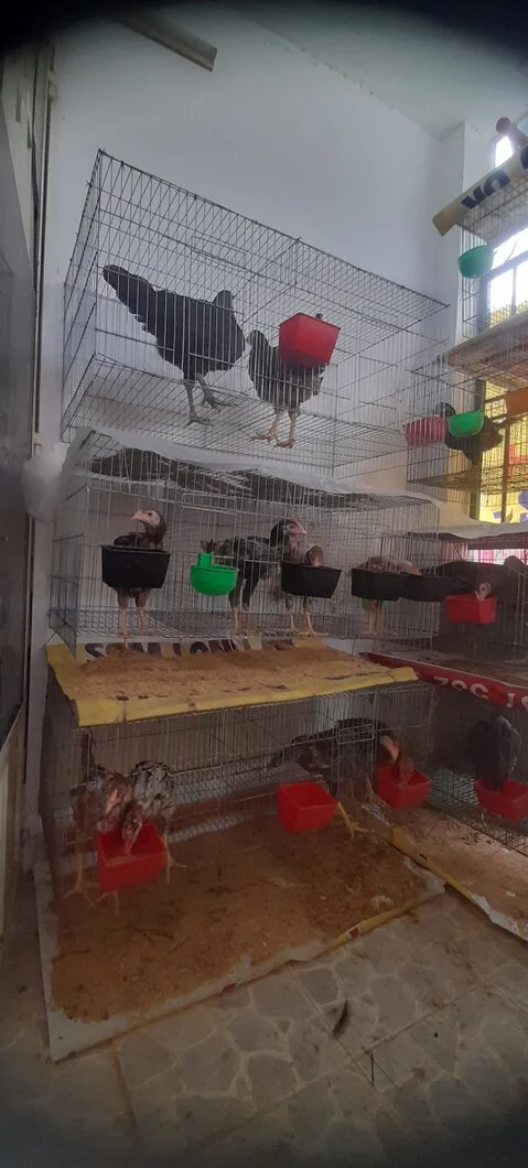 Gà ta nuôi bao lâu đạt 2kg vậy các anh chị em?