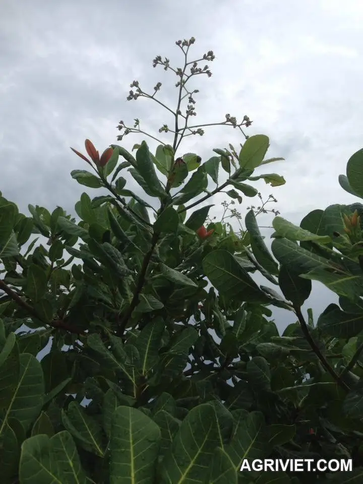 Điều 1 năm ra 2 vụ!