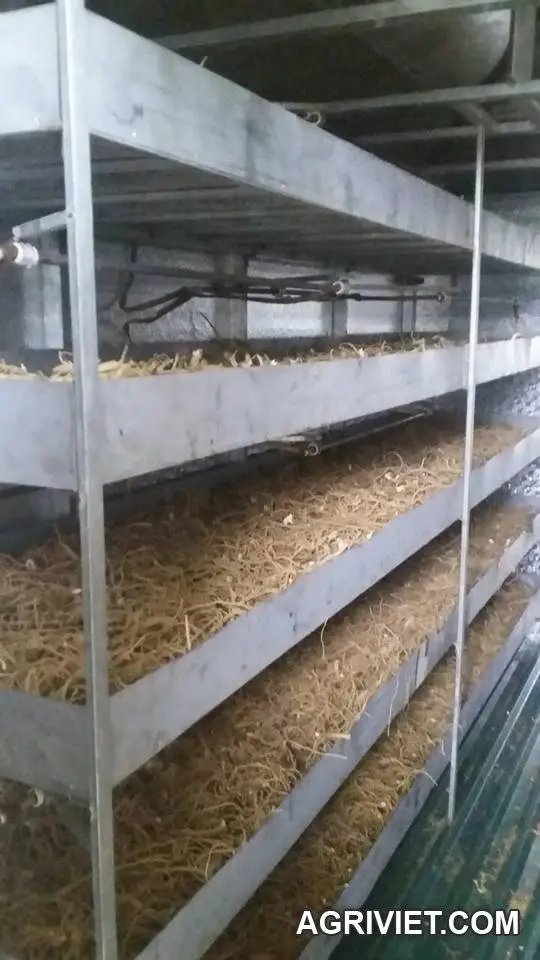 Hướng và đầu ra cho cây đinh lăng