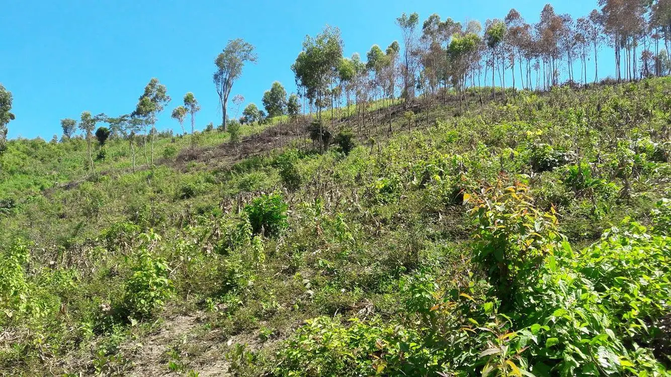 Hướng dẫn khởi nghiệp  3,5ha đất đồi