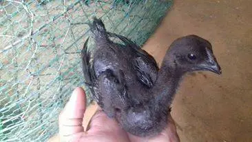 Bán Gà InDo (Ayam Cenmani)