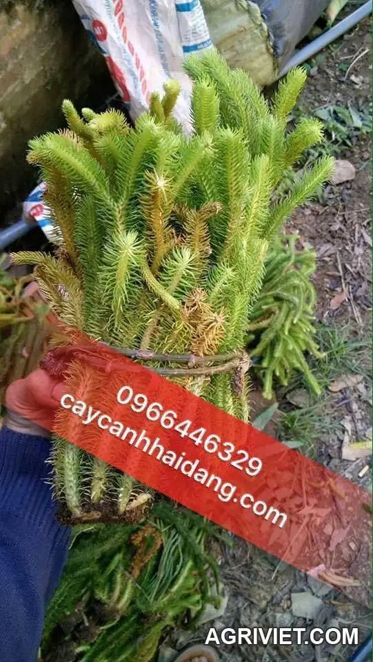 Cây thông đất trị giảm trí nhớ giá bán bao nhiêu tại hà nội?