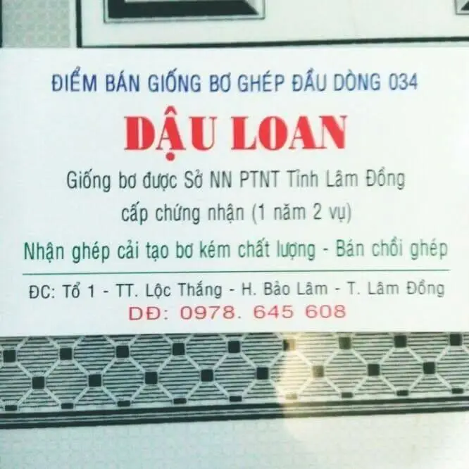 cách trồng giống bơ 034 - vườn bơ 034 dậu loan thuần chủng