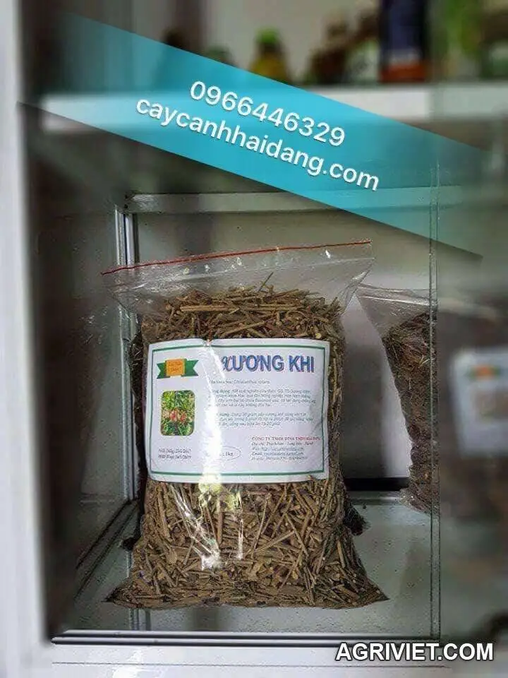 cây xương khỉ mua ở đâu hà nội