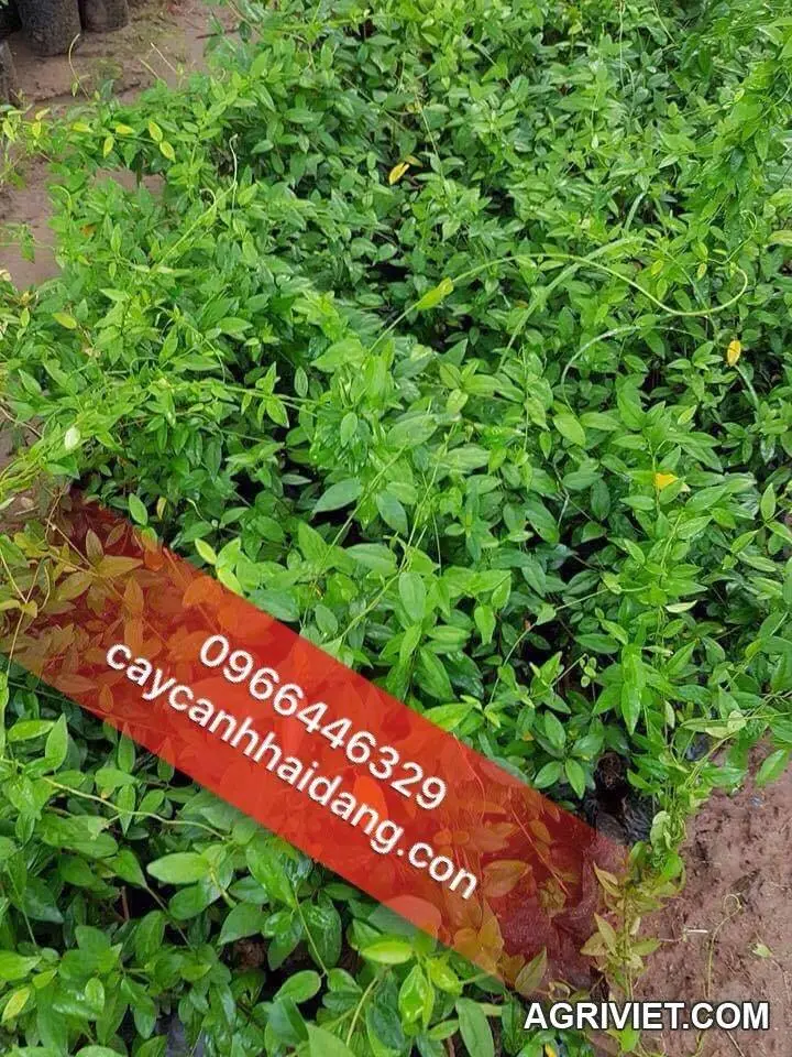 Kỹ thuật trồng cây thuốc quý dây thìa canh cho năng suất cao