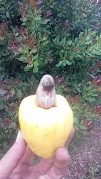 Vườn điều giống đầu dòng