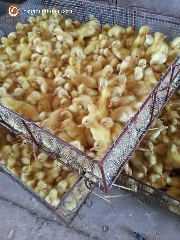 Hướng Dẫn Nuôi Vịt Bầu