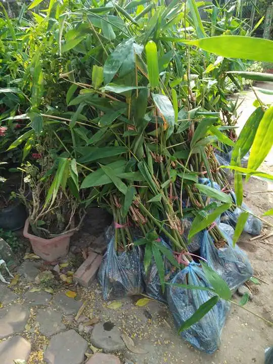 Cây giống tre bát độ