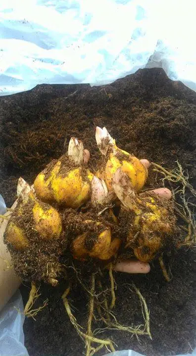 Em có nhu cầu mua củ hoa ly