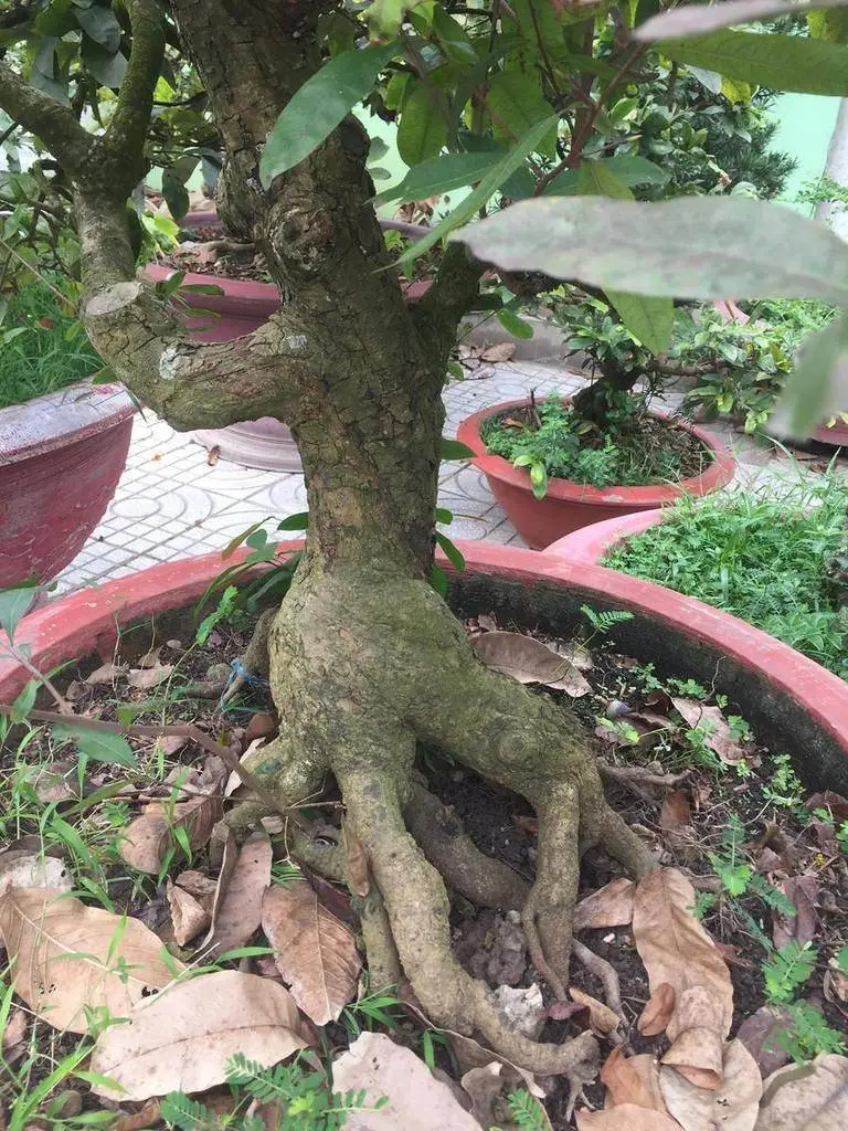 cây mai bị khô võ thé này có ai chỉ cách cứu nó với