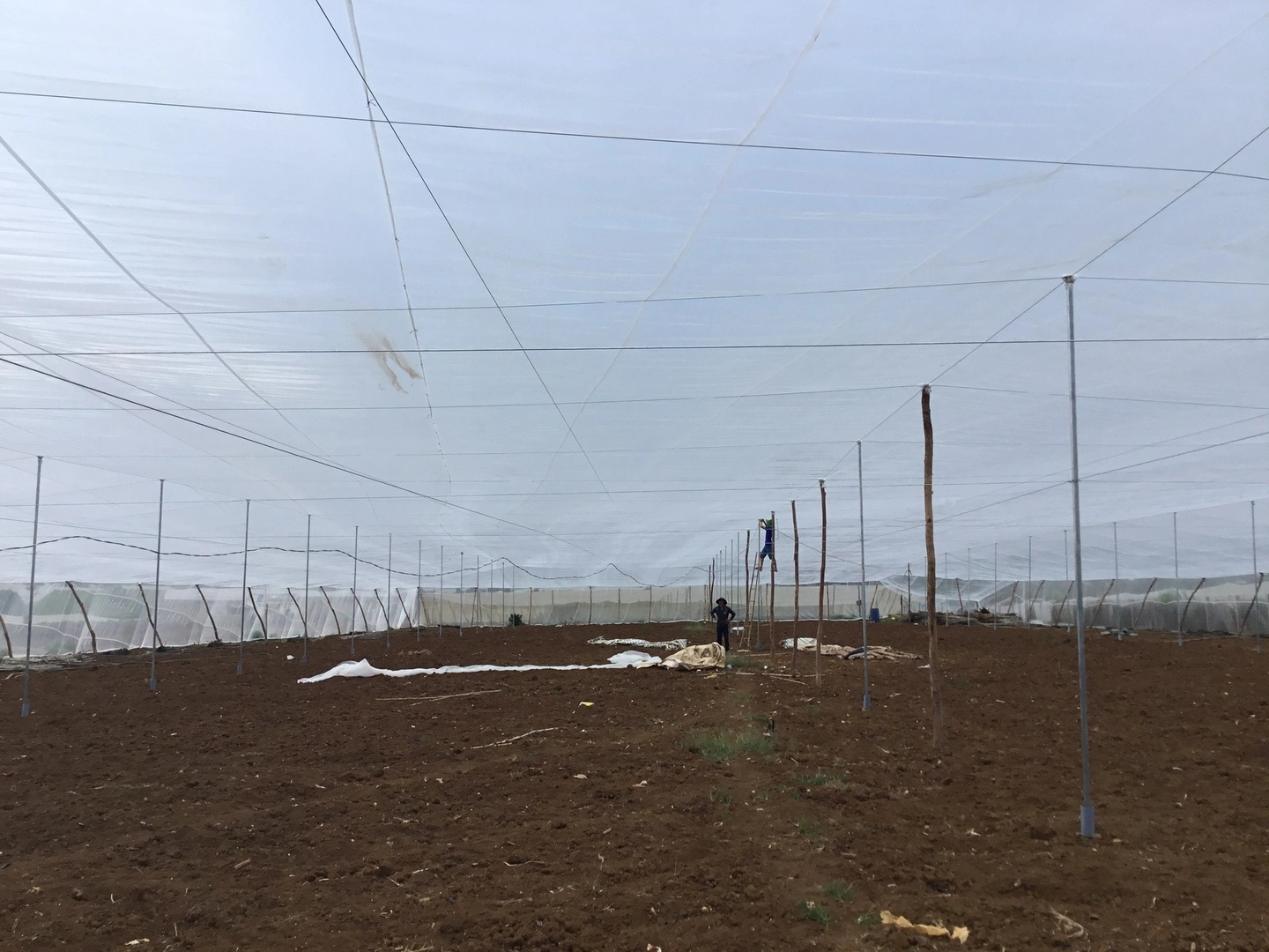 Chia sẻ: Lưới chắn côn trùng UV