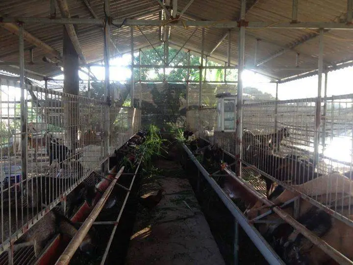 KĨ thuật nuôi dê nhuốt chuồng