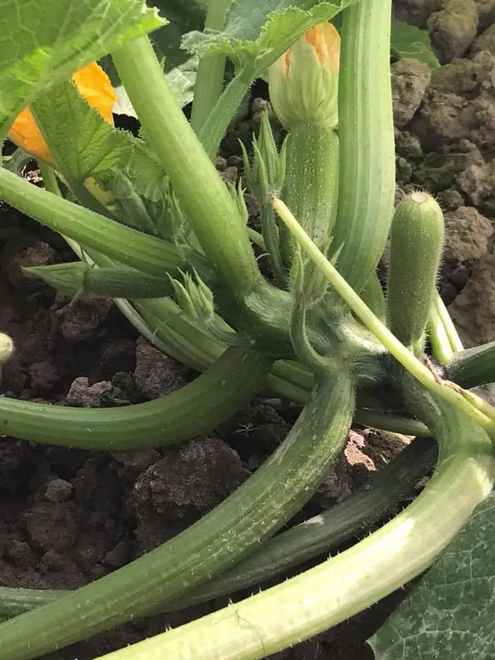 Biến cỏ dại thành phân