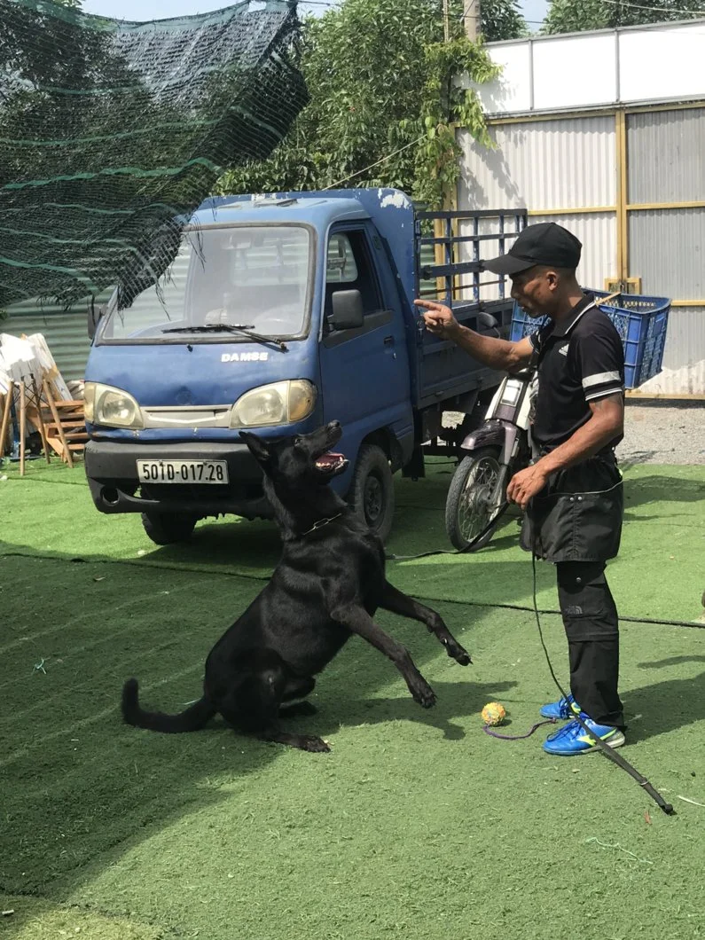 Malinois giống chó uy dũng thần tốc