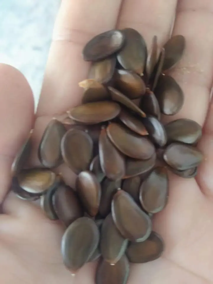 Cách ươm hạt căm xe đơn giản