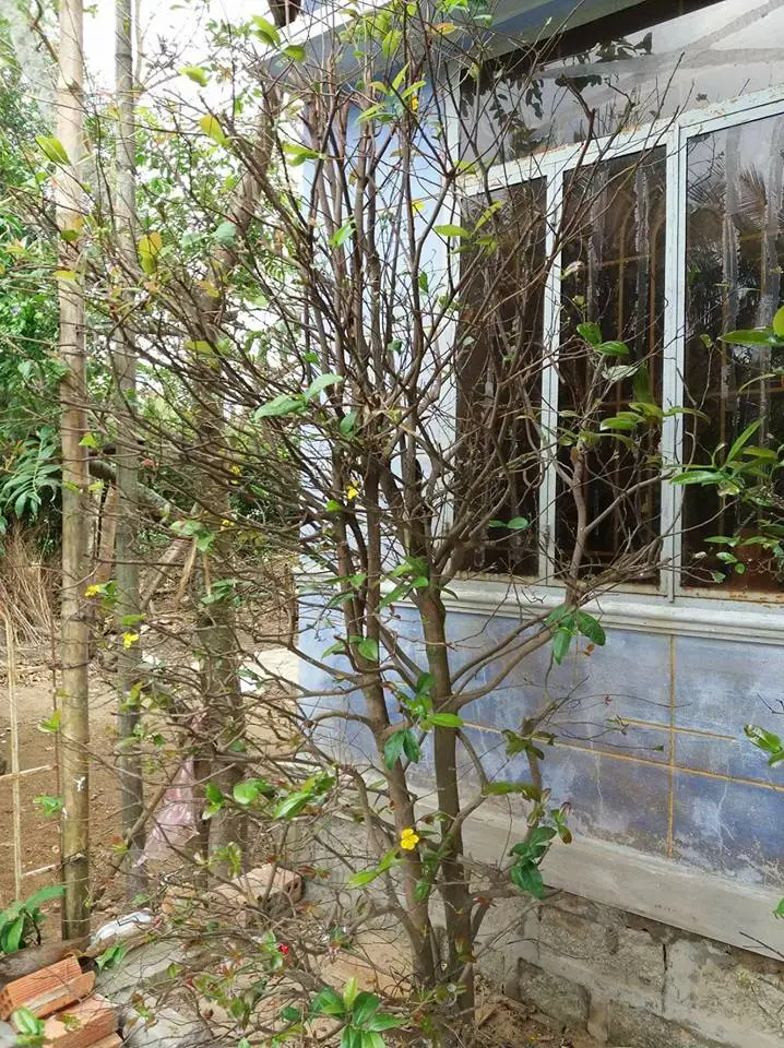 Tại sao cây MAI không ra hoa đúng dịp tết MẬU TUẤT