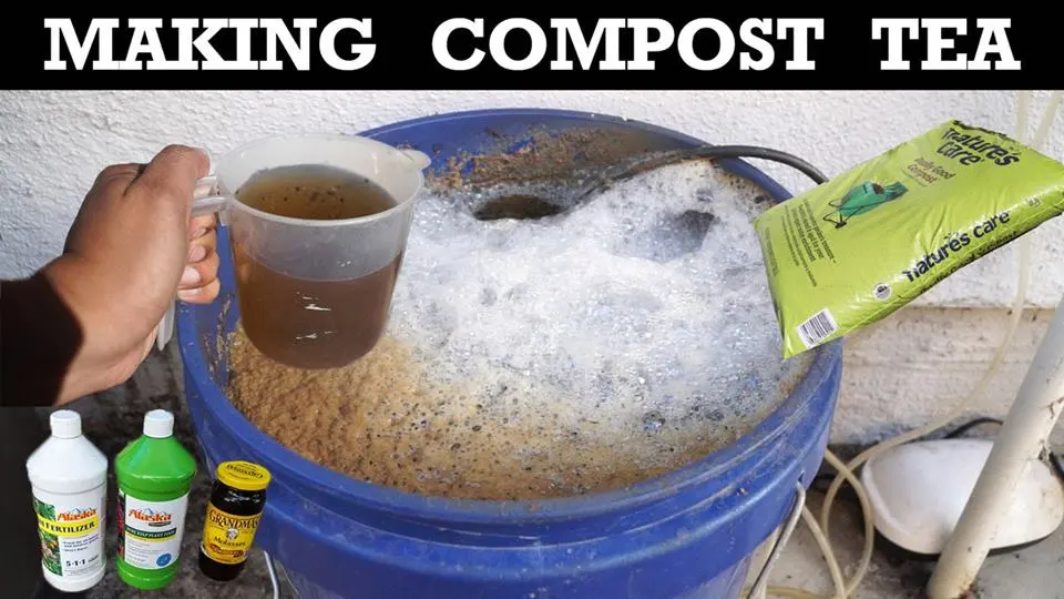 Cách làm COMPOST TEA từ Phân túi lọc BIORICH