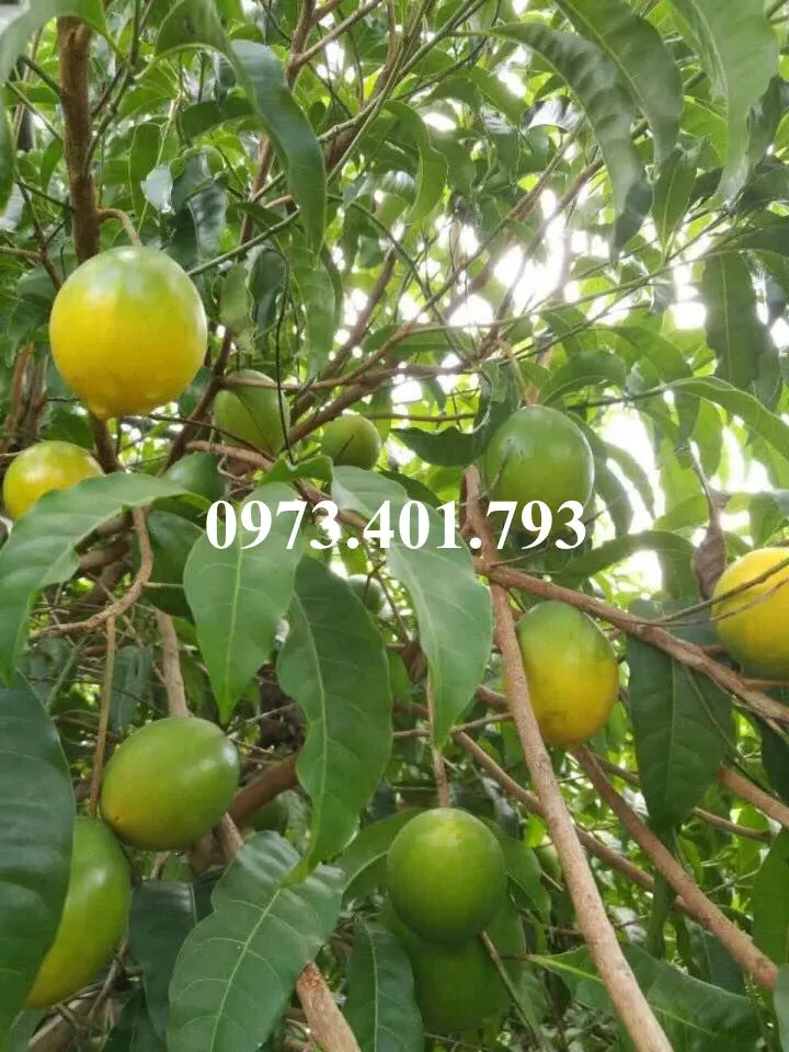 29550549_923456607832660_405620975_n (1)_result.webp