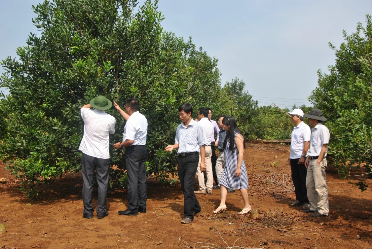 Cần vốn sản xuất sữa Maccavina