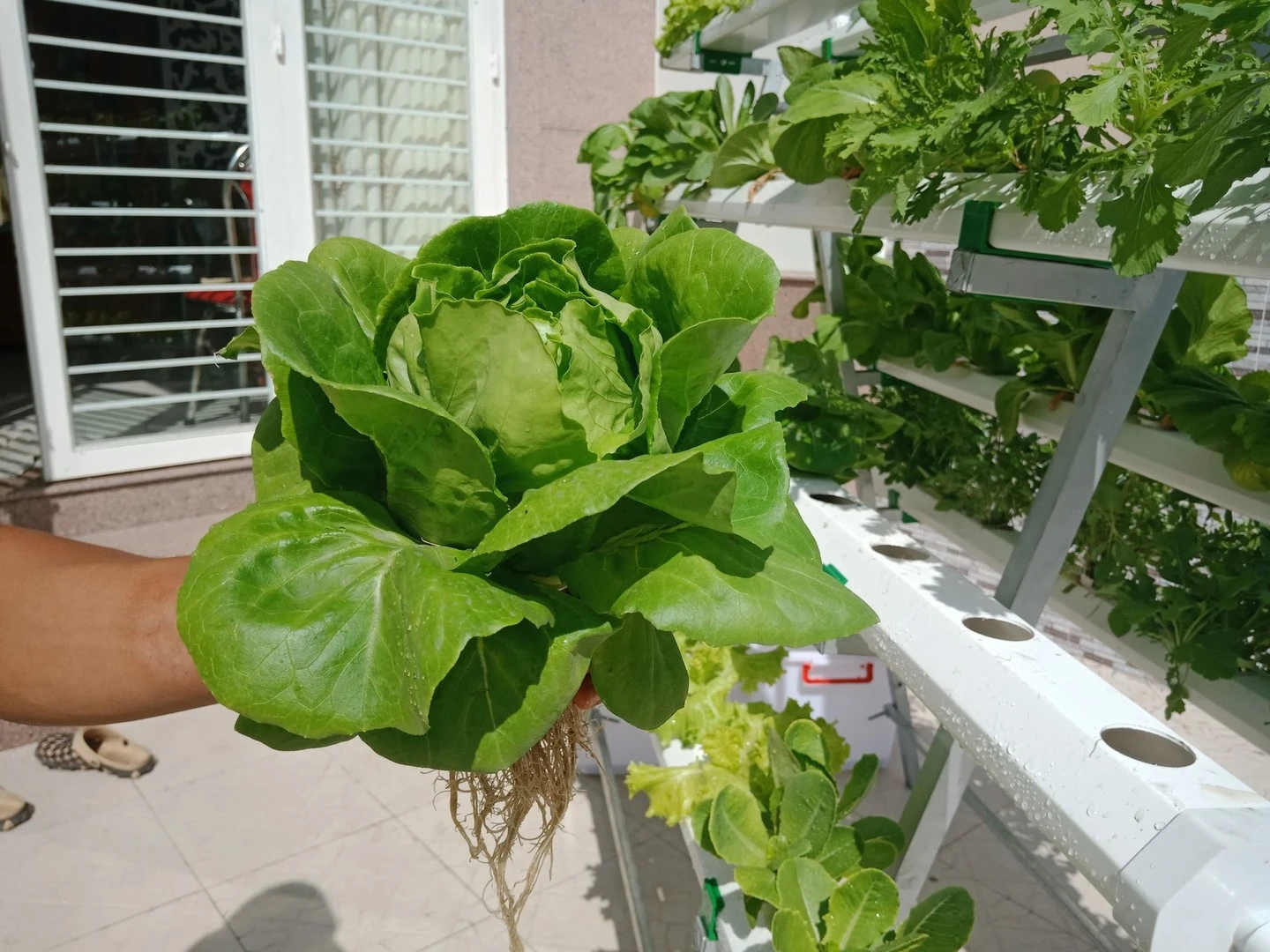 Trồng rau sạch thủy canh tại nhà. Hướng đi mới của các gia đình nhà phố