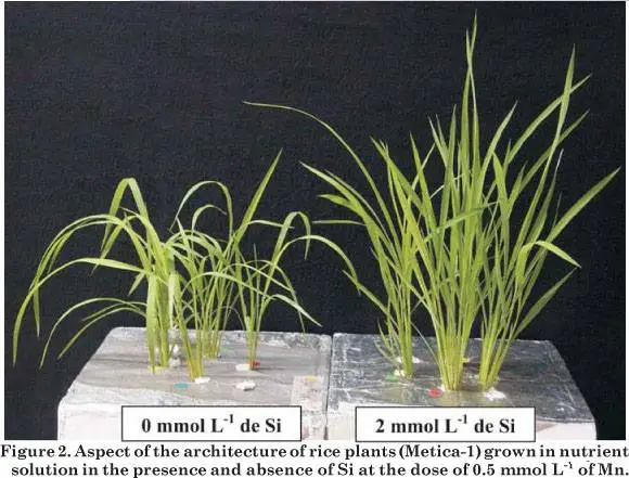Silic, phân vai trò quan trọng cao đối với cây trồng.