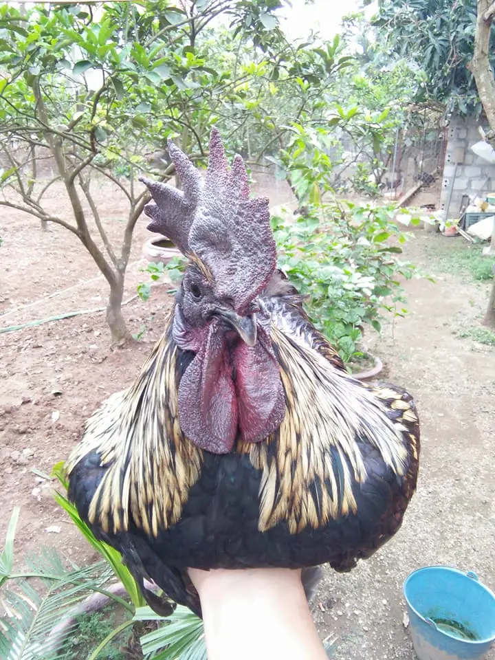 Gà H'mông thái ( Gà thuốc )