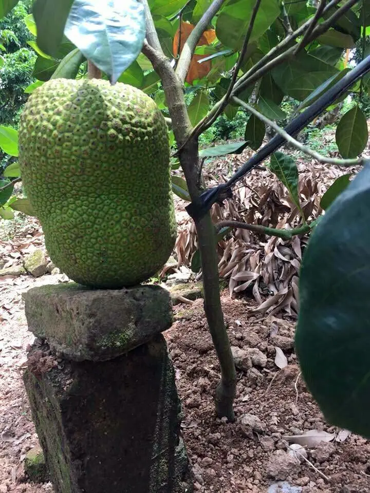 Kỹ thuật trồng cây và chăm sóc Mít Thái kiếm tiền tỷ mỗi năm