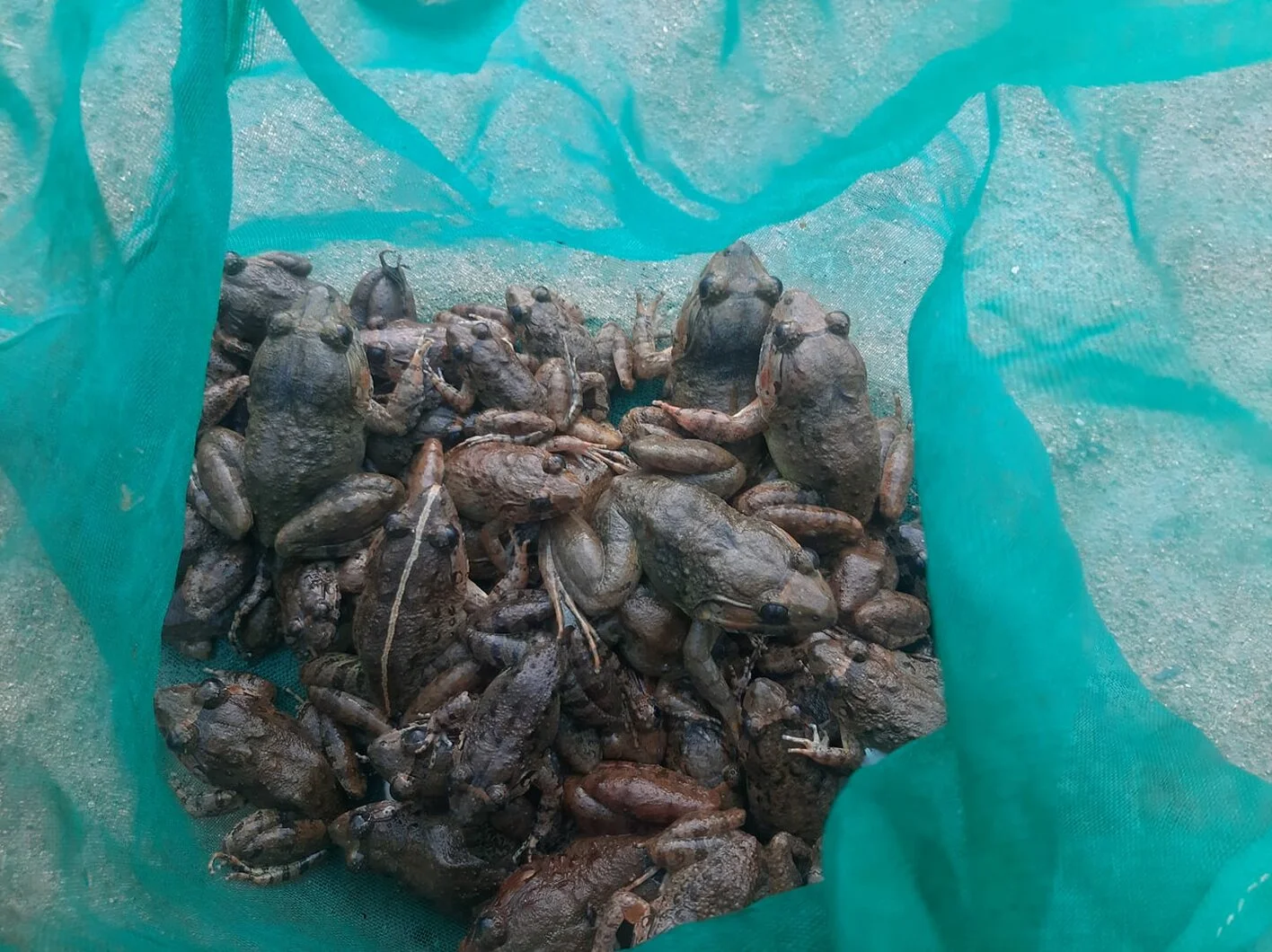 Trang trại chăn nuôi thủy sản khu vực miền trung ( Lươn - Ếch )