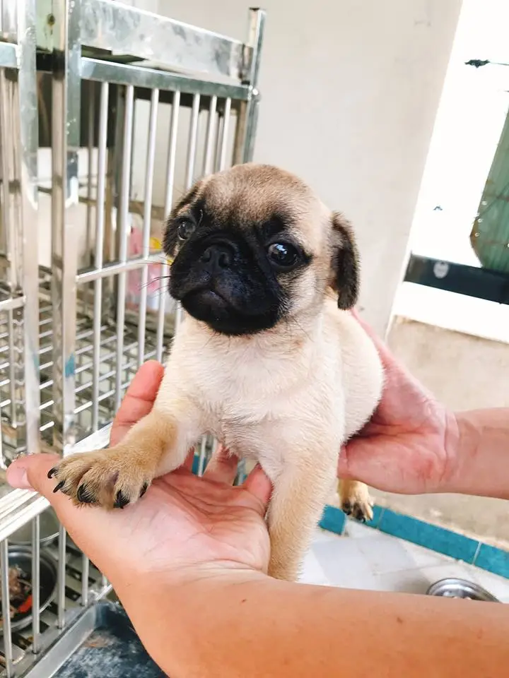 [TPHCM] Pug Cái 3 tháng, đã chích ngừa 2 mũi