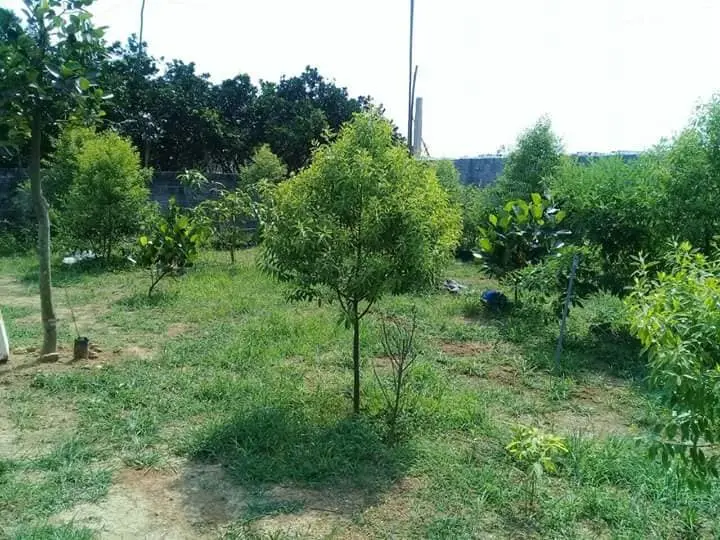 Cây Đàn hương trắng Ấn Độ (Santalum Album)