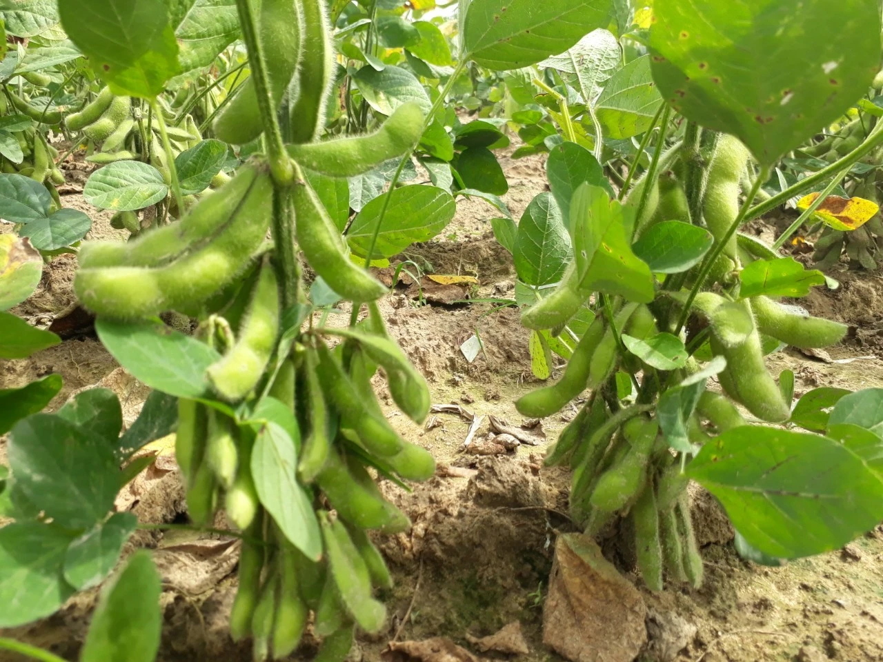 Tìm vùng trồng sản xuất đậu tương rau, ngô ngọt vụ đông