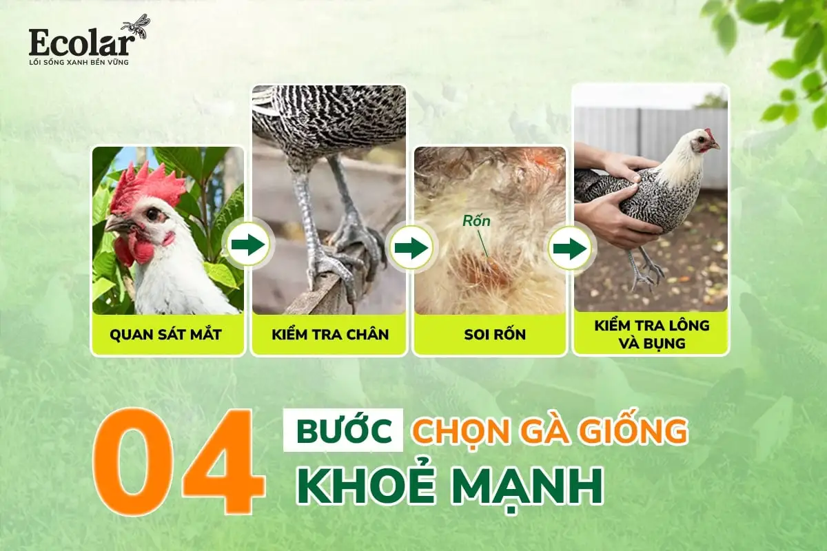 4-buoc-chon-ga-giong-khoe-manh1_8b503bd3c11741d78694a2d0f13859b9.webp