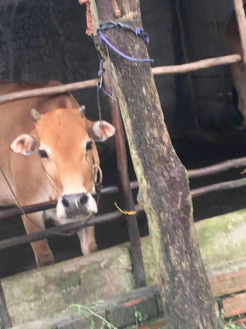 Bò lai sin cái cần bán