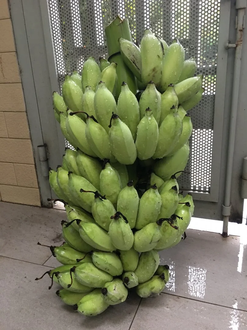 Trồng chuối sứ ( xiêm trắng) Có hột phải làm sao