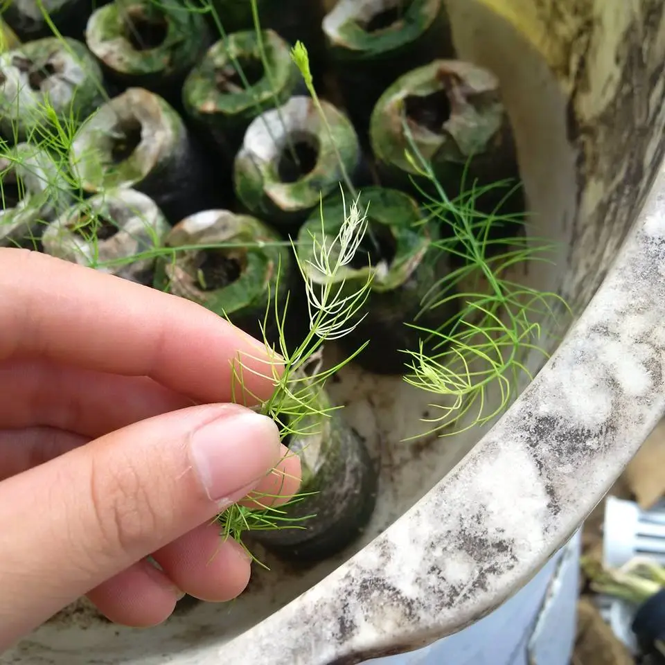 Bạc lá ở măng tây xanh