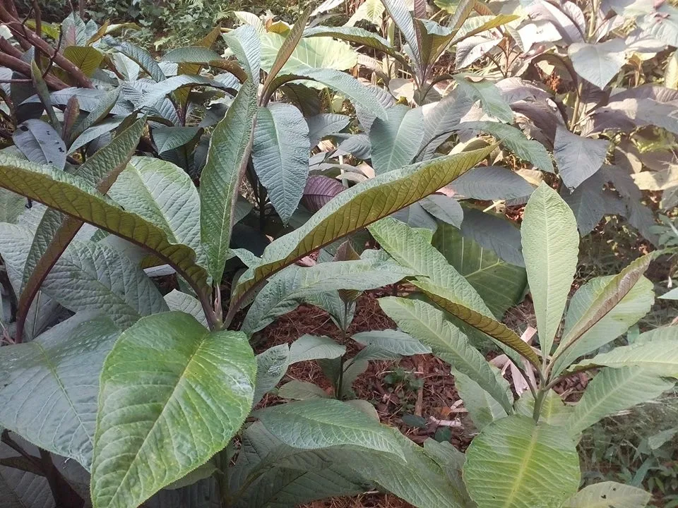 46285256_1396024817199380_4031349264297754624_n (1).webp