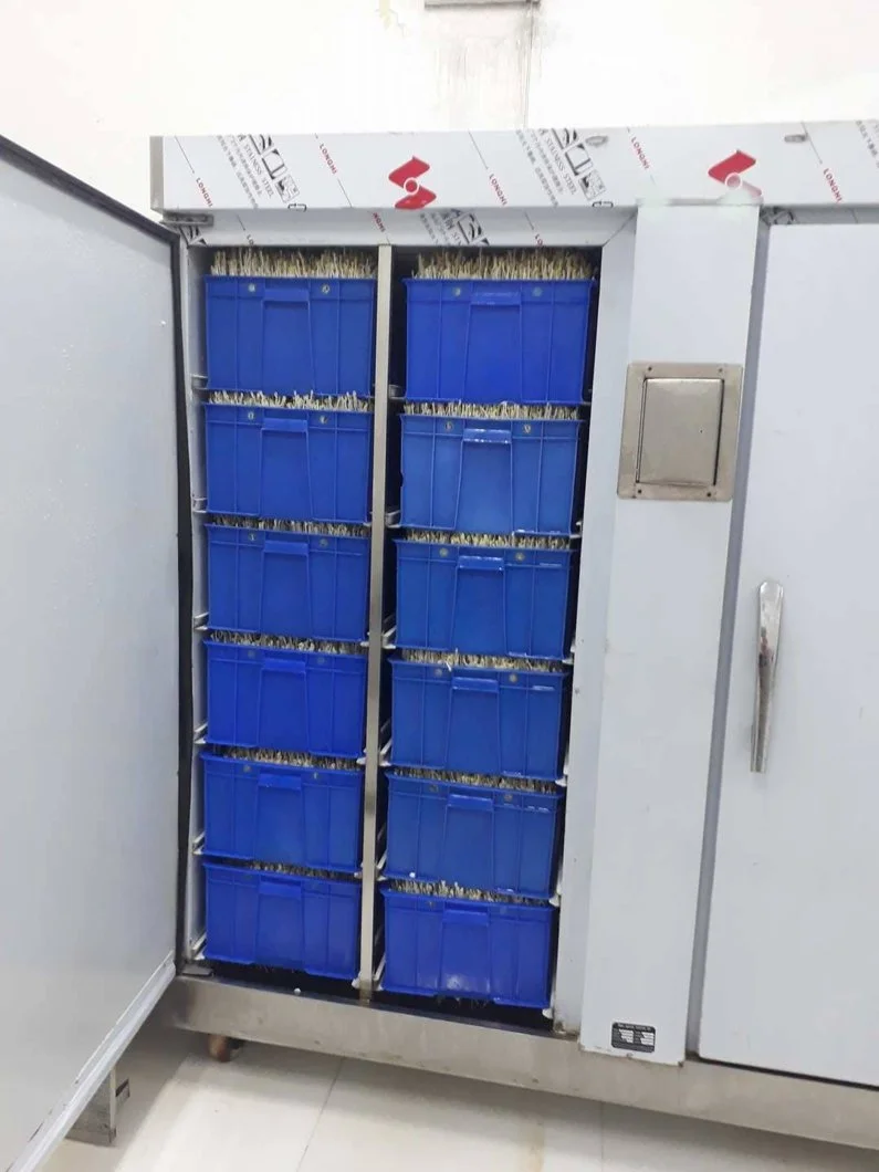 Phương pháp làm giá đỗ hoàn toàn mới.