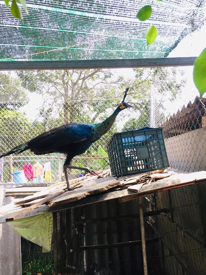 do công việc bán lại ai cặp chim công màu trắng