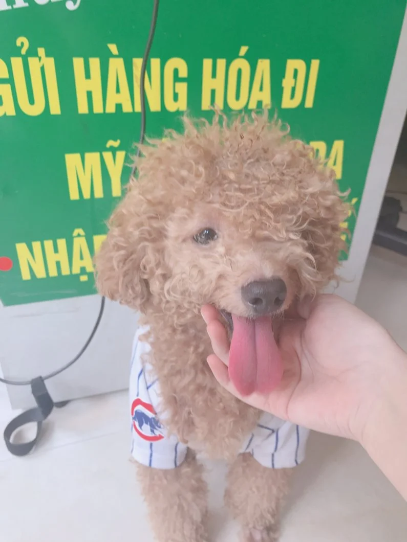 vận chuyển chó mèo bằng đường hàng không-helen express.