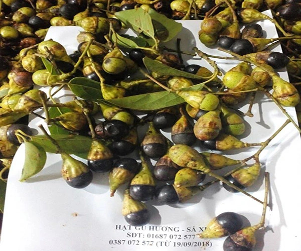 Kĩ thuật ươm hạt giống cây Gù hương