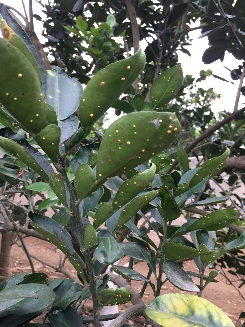 Hỏi về bệnh trên cây bưởi diễn