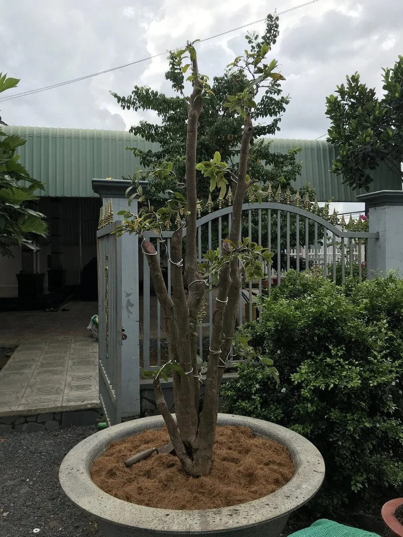 Xin Ý kiến về cây mai