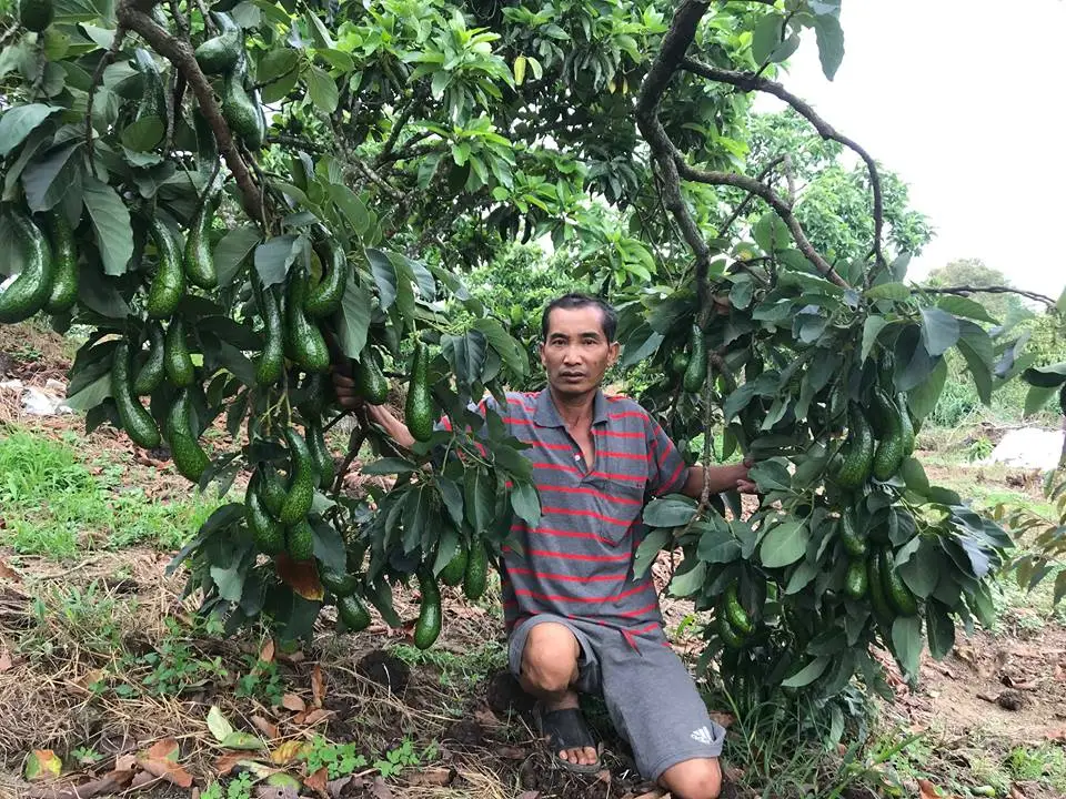 vườn giống bơ 034 dậu loan - cách trồng giống bơ 034