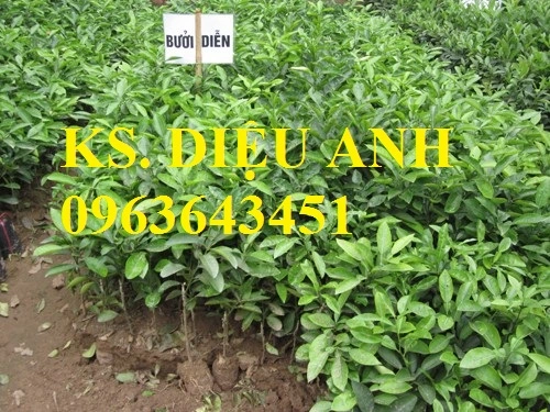 5948323_giong cay buoi dien.webp