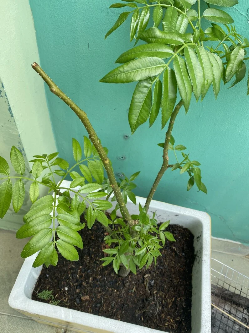 cây cóc thái bị đốm trắng li ti