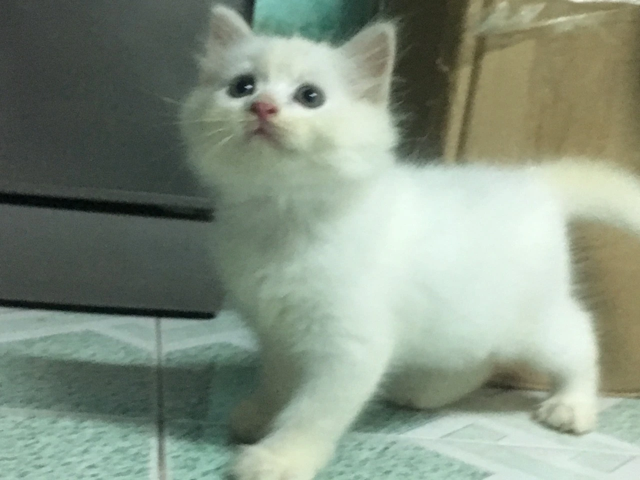 Bán 2 Bé  Mèo Anh LD   Trắng Đực 1,5tr/bé- 2,2 tr/bé